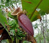 Jantung Pisang Kepok Dan Manfaatnya